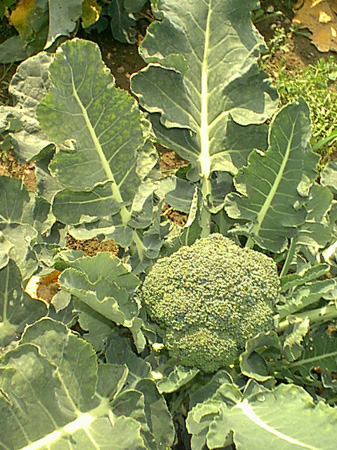 Calabrese