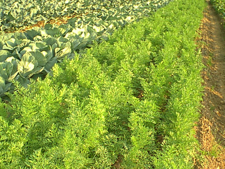Carrot
