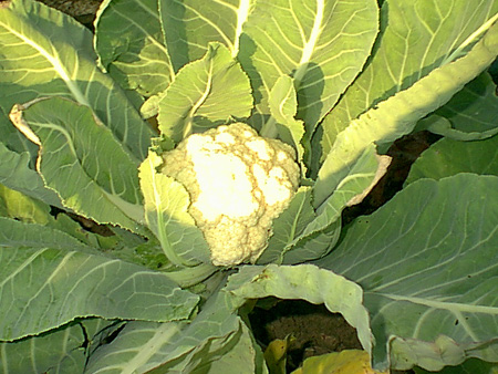 Cauliflower2