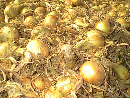 Onions