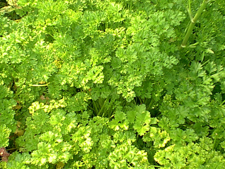 Parsley