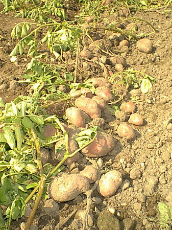 Potatoes