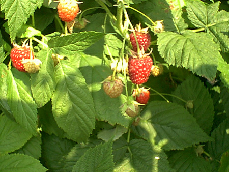Raspberries1