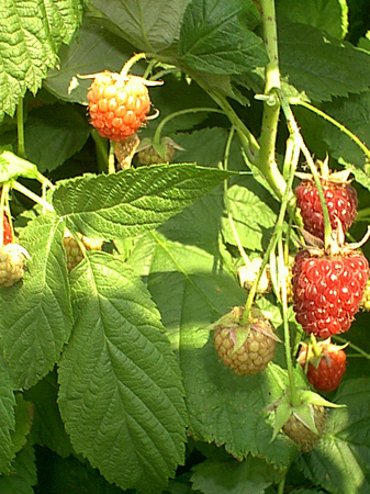 Raspberries2