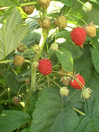 Raspberries3