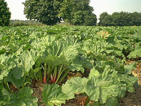 Rhubarb