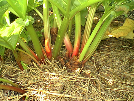 Rhubarb