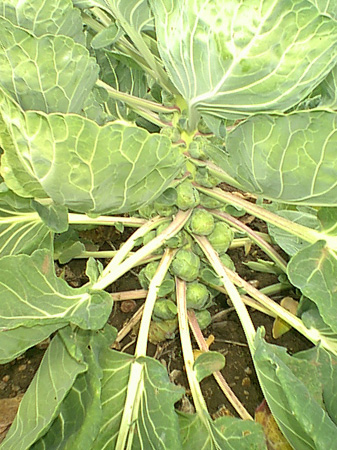 Sprouts
