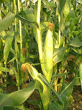 Sweetcorn