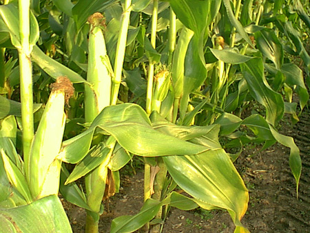 Sweetcorn