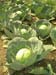 Cabbages