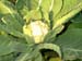 Cauliflower2