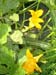 Courgette