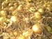 Onions