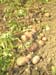 Potatoes