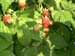 Raspberries1