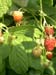 Raspberries2