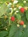 Raspberries3