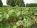 Rhubarb
