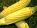 Sweetcorn