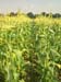 Sweetcorn