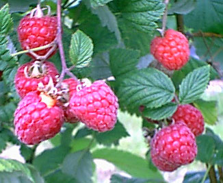 Raspberries