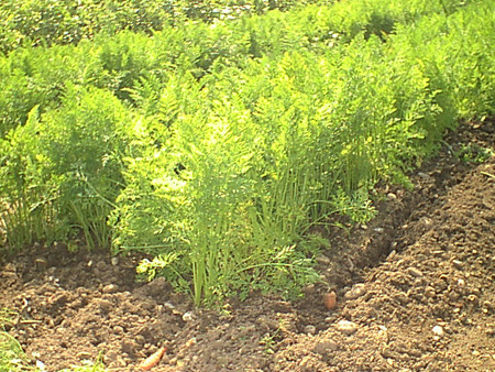 Carrots