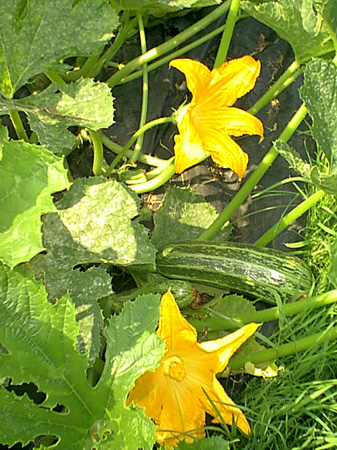 Courgette