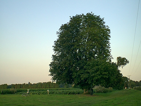 tree